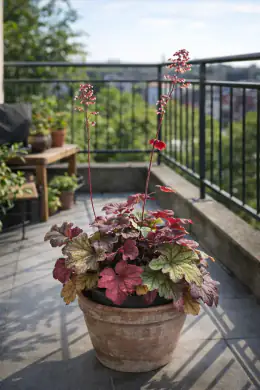 Berry Smoothie Coral Bells