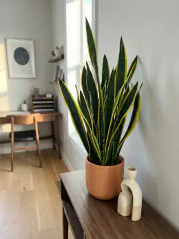Black Gold Snake Plant