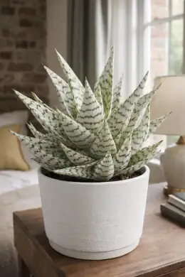 Blizzard Aloe