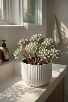 Blue Elf Sedeveria