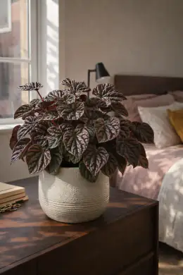 Burgundy Ripple Peperomia