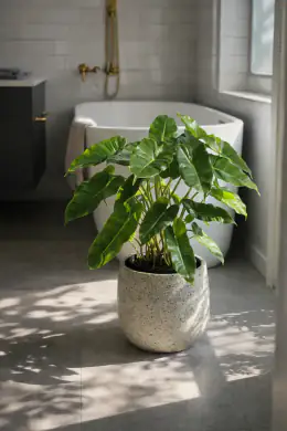Burle Marx Philodendron