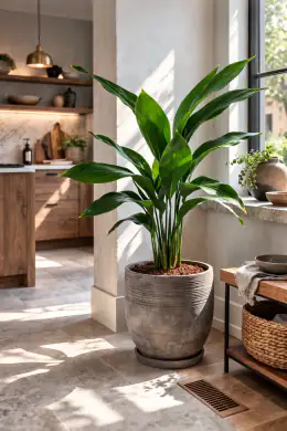 Cast Iron Plant