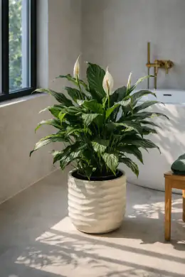 Clevelandii Peace Lily