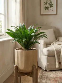Compact Dracaena