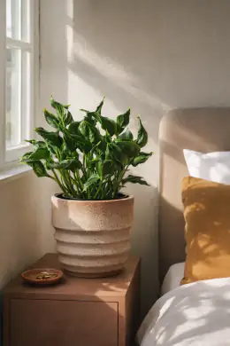 Compact Tree Philodendron