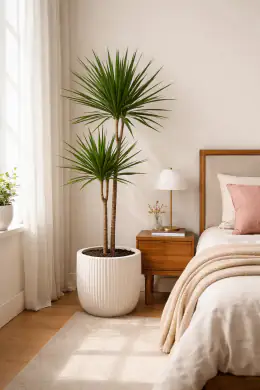Dragon Tree