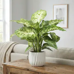 Dumb Cane