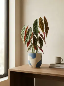 Polka Dot Begonia