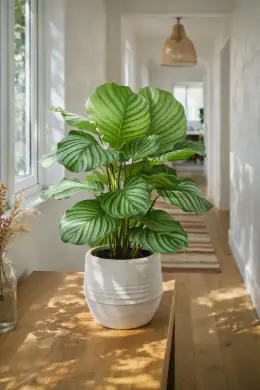 Round-Leaf Calathea