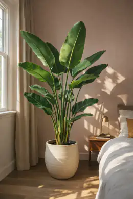 White Bird of Paradise