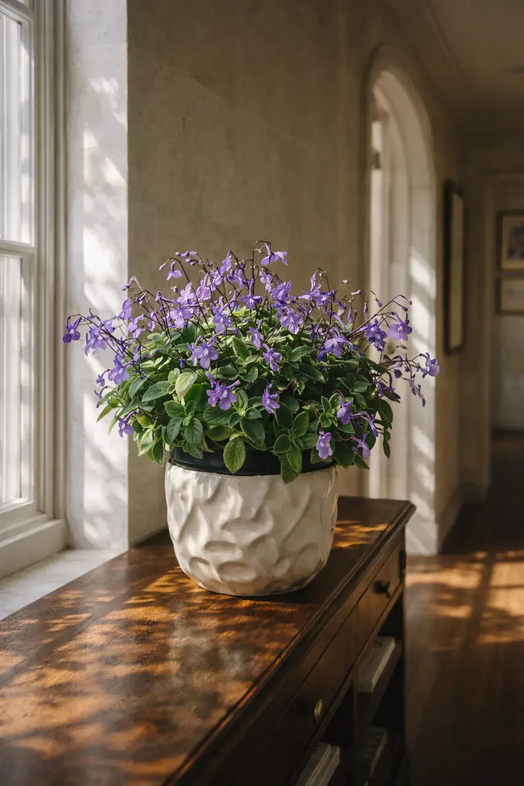 Healthy Concord Blue Nodding Violet (Streptocarpus 'Concord Blue') in bright indirect, also known as Concord Blue Nodding Violet