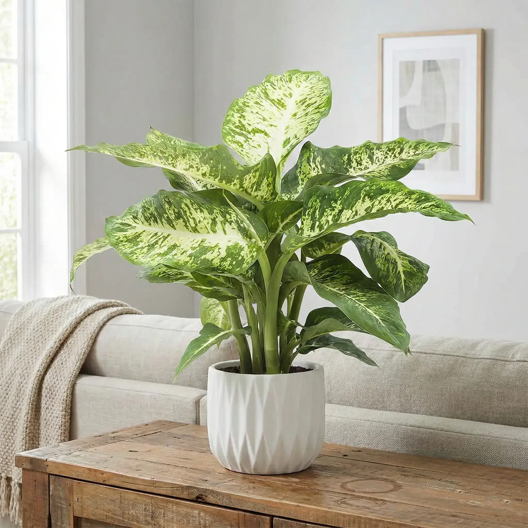 Healthy Dumb Cane (Dieffenbachia seguine) in bright indirect, also known as Dumb Cane