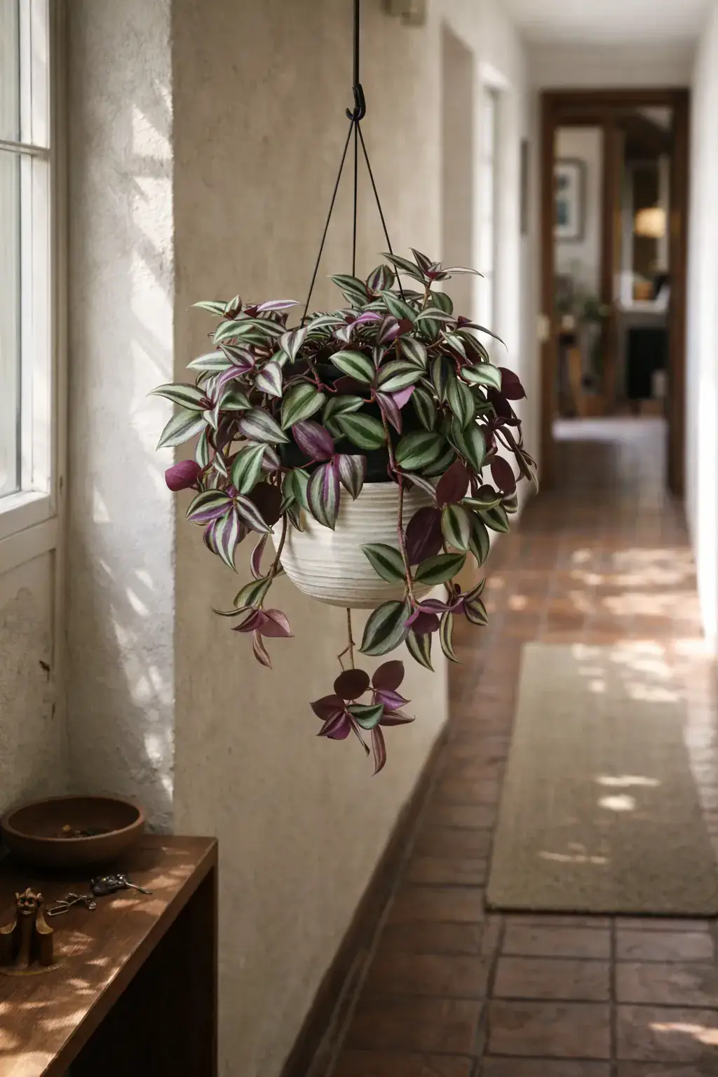 Healthy Inch Plant (Tradescantia zebrina) in bright indirect, also known as Inch Plant