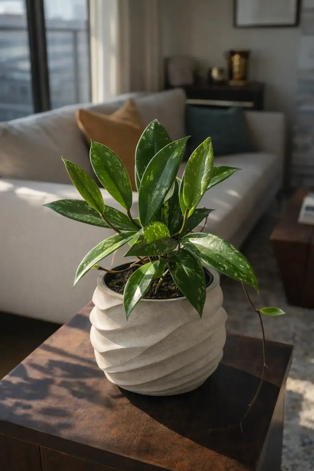 Healthy Porcelain Flower (Hoya pubicalyx) in bright indirect, also known as Porcelain Flower