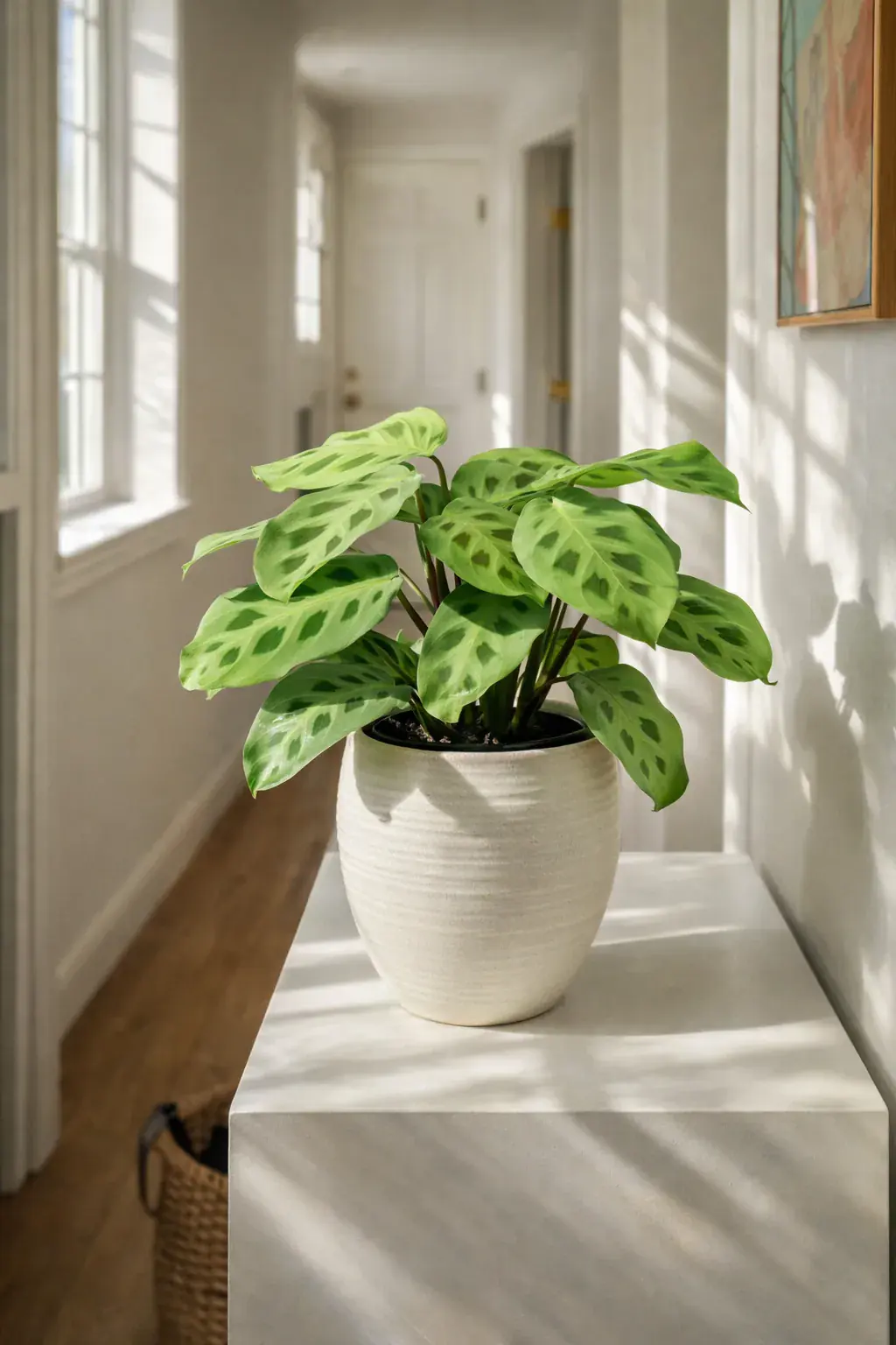 Prayer Plant