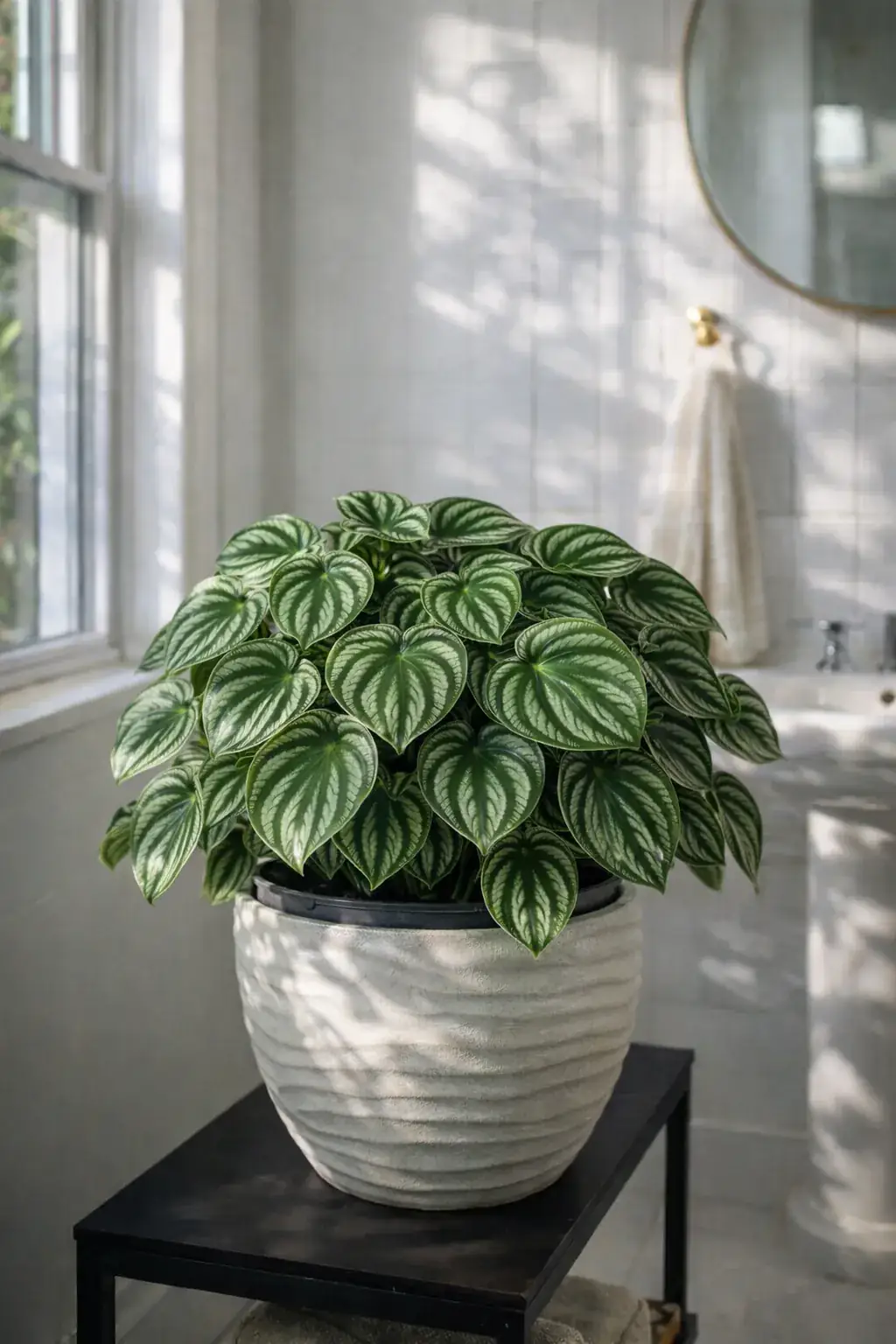 Healthy Watermelon Peperomia (Peperomia argyreia) in bright indirect, also known as Watermelon Peperomia