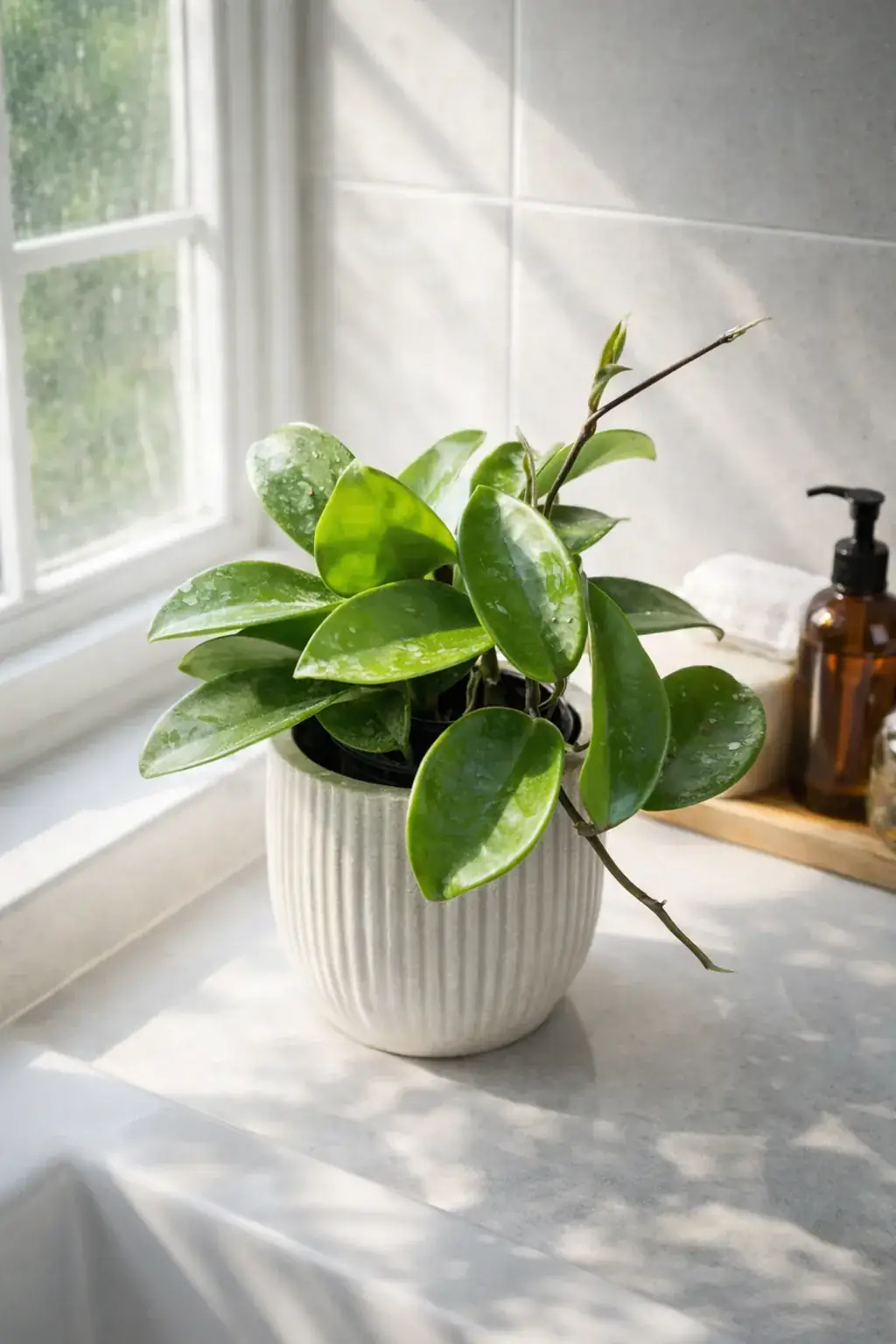 Healthy Wax Plant (Hoya carnosa) in bright indirect, also known as Wax Plant